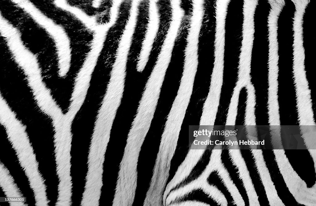Zebra up close