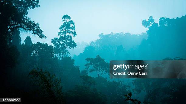 sumatra jungle through rain - sumatra indonesia stock-fotos und bilder