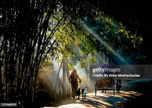 rural path - bangladesh village stock pictures, royalty-free photos & images