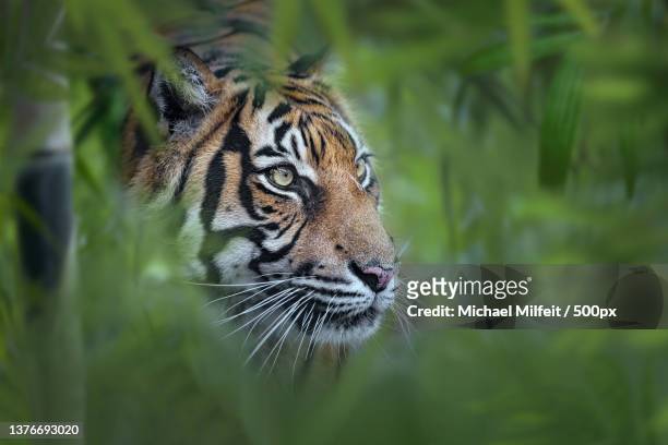 close-up of tiger looking away - tiger cub stock-fotos und bilder