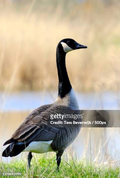 canadian goose,close-up of goose on field - kanadagans stock-fotos und bilder