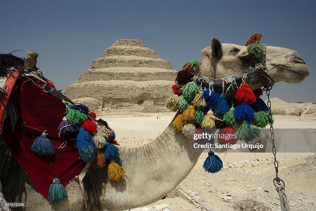 Camel in front of pyramid