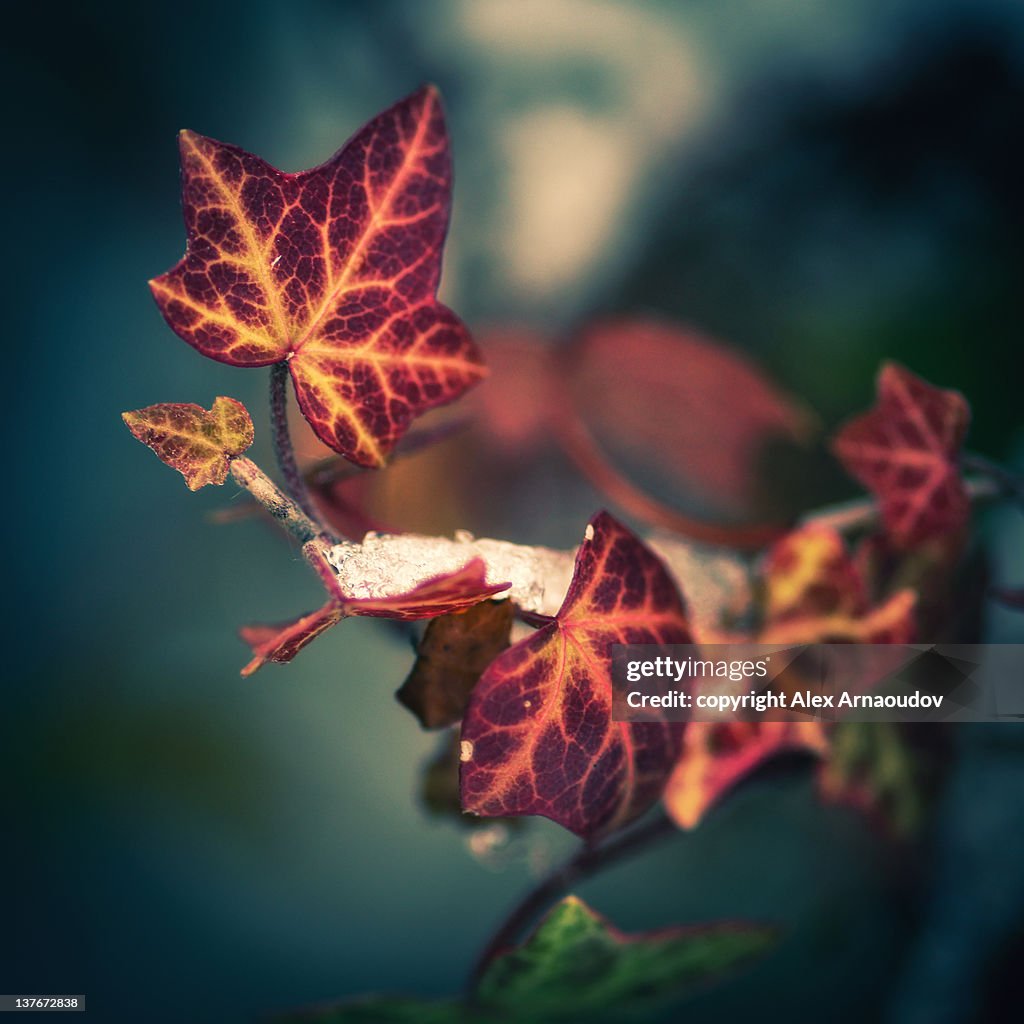 Frost leaves