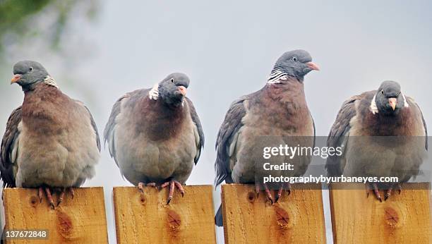 news of world deny using carrier pigeons - vier dieren stockfoto's en -beelden