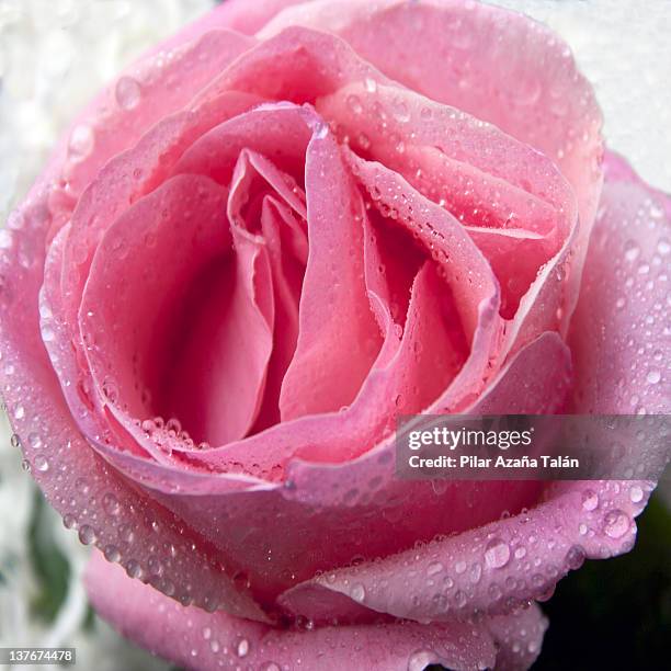 С цветком в киске - 13 фото С цветком в киске - 13 фото