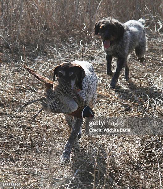 Ringneck Ranch 16 Ringneck Ranch Stock Photos, High-Res Pictures, and Images - Getty ...