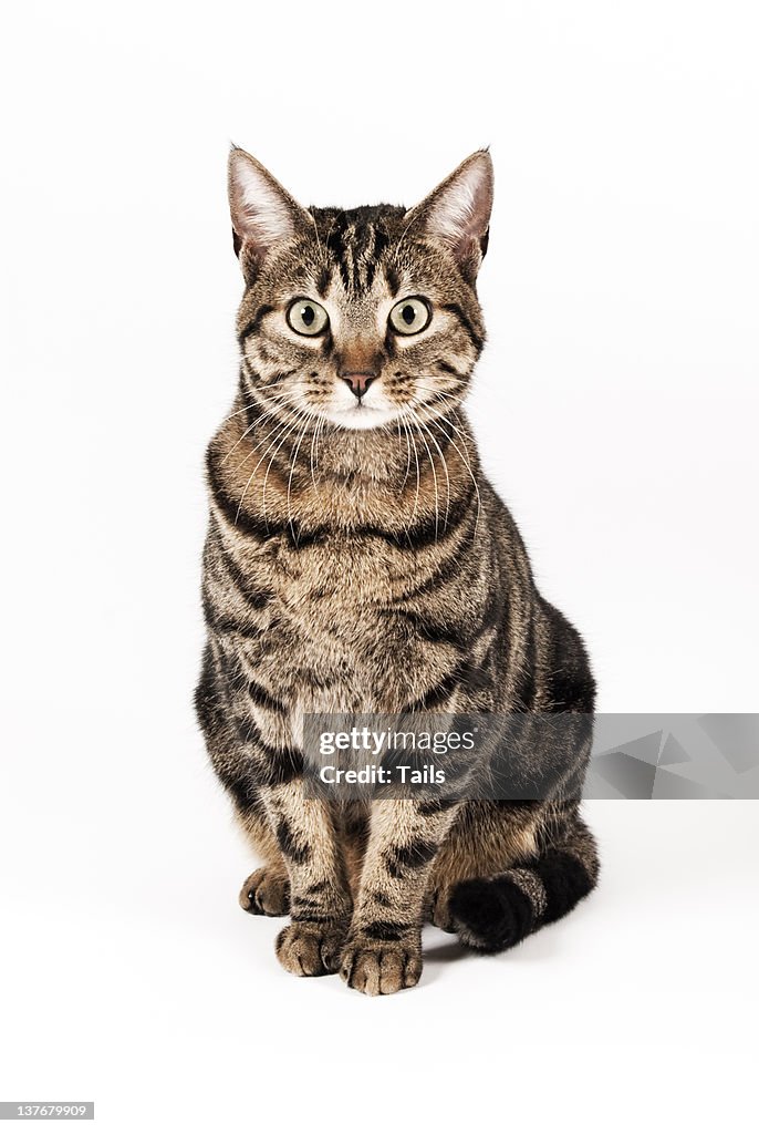 Cat Ora