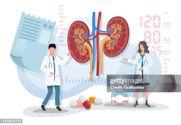 flat vector illustration two doctor explaining urinal system with kidney - science research stock illustrations