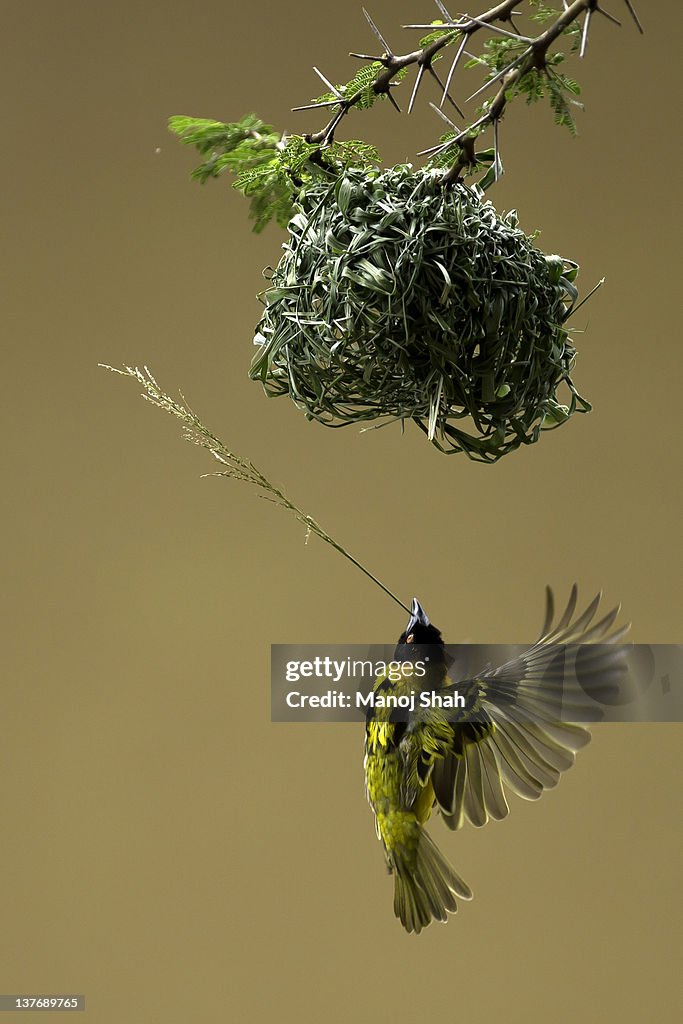 Black Headed Weaver building nest