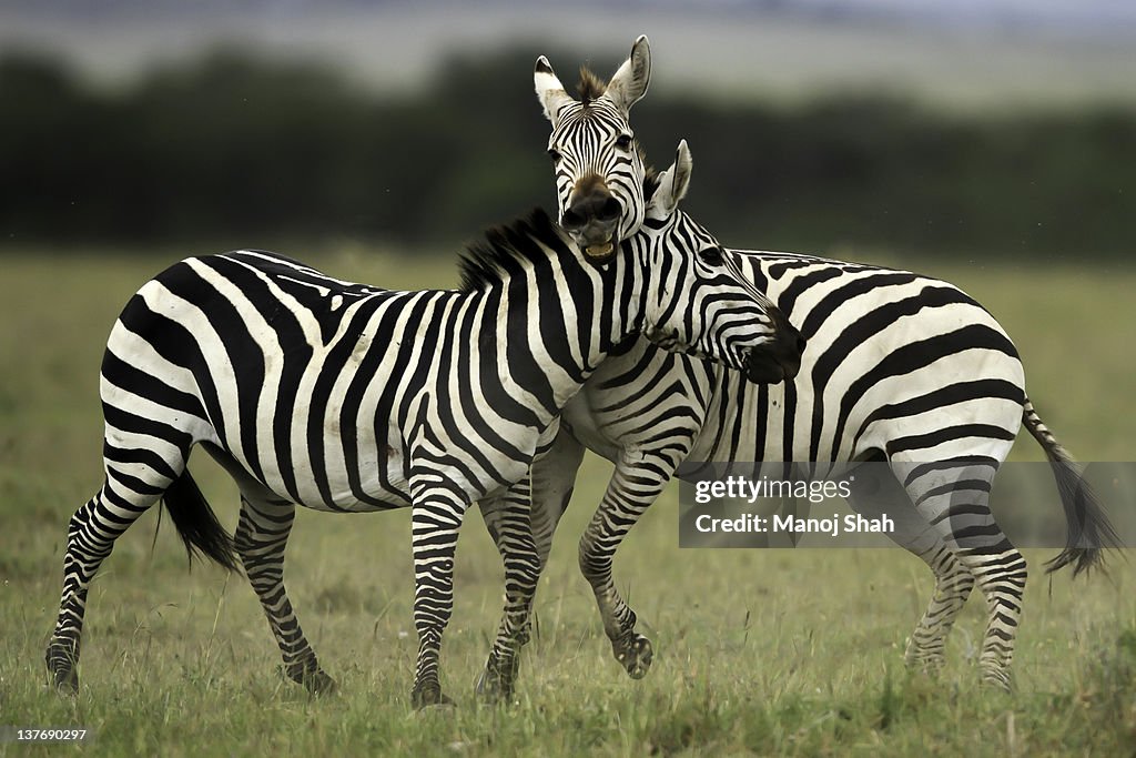 Male Zebras duelling