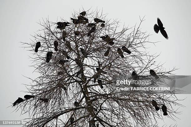 Photo taken on January 25, 2012 shows jackdaw birds on a tree in Davos. AFP PHOTO / FABRICE COFFRINI