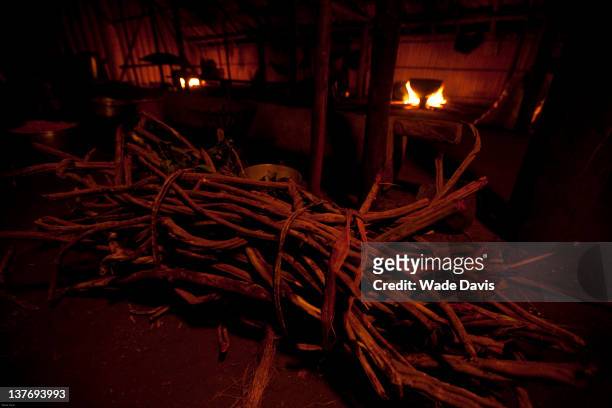 Bundle of ayahuasca, known to the Barasana as yage, one ingredient in the most powerful hallucinogenic preparation of the northwest Amazon, Rio...