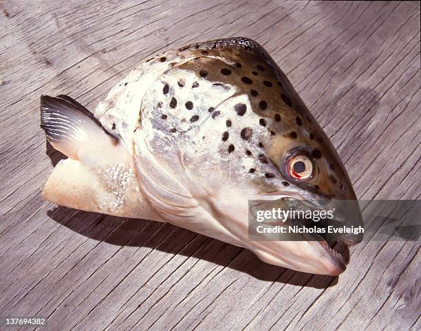 Fish Kopf 10.449 Fischkopf Stock Photos, High-Res Pictures, and Images - Getty Images