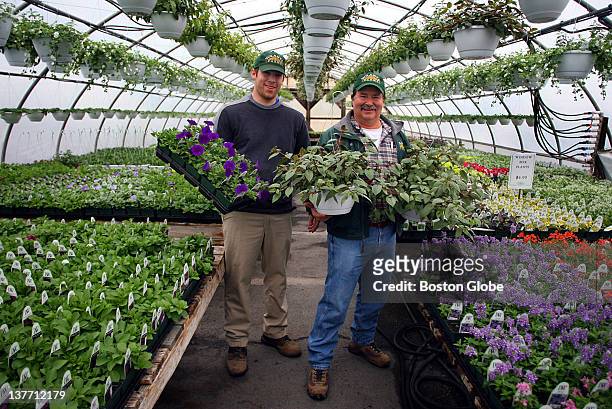 Volante Farms in Needham has 14 greenhouse on its property, where thousands of plants are started from seeds and root cuts beginning in January, and...