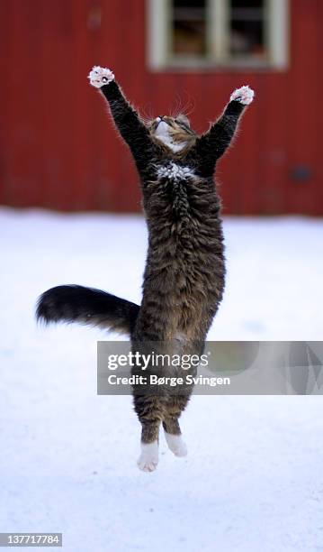 Jumping cat