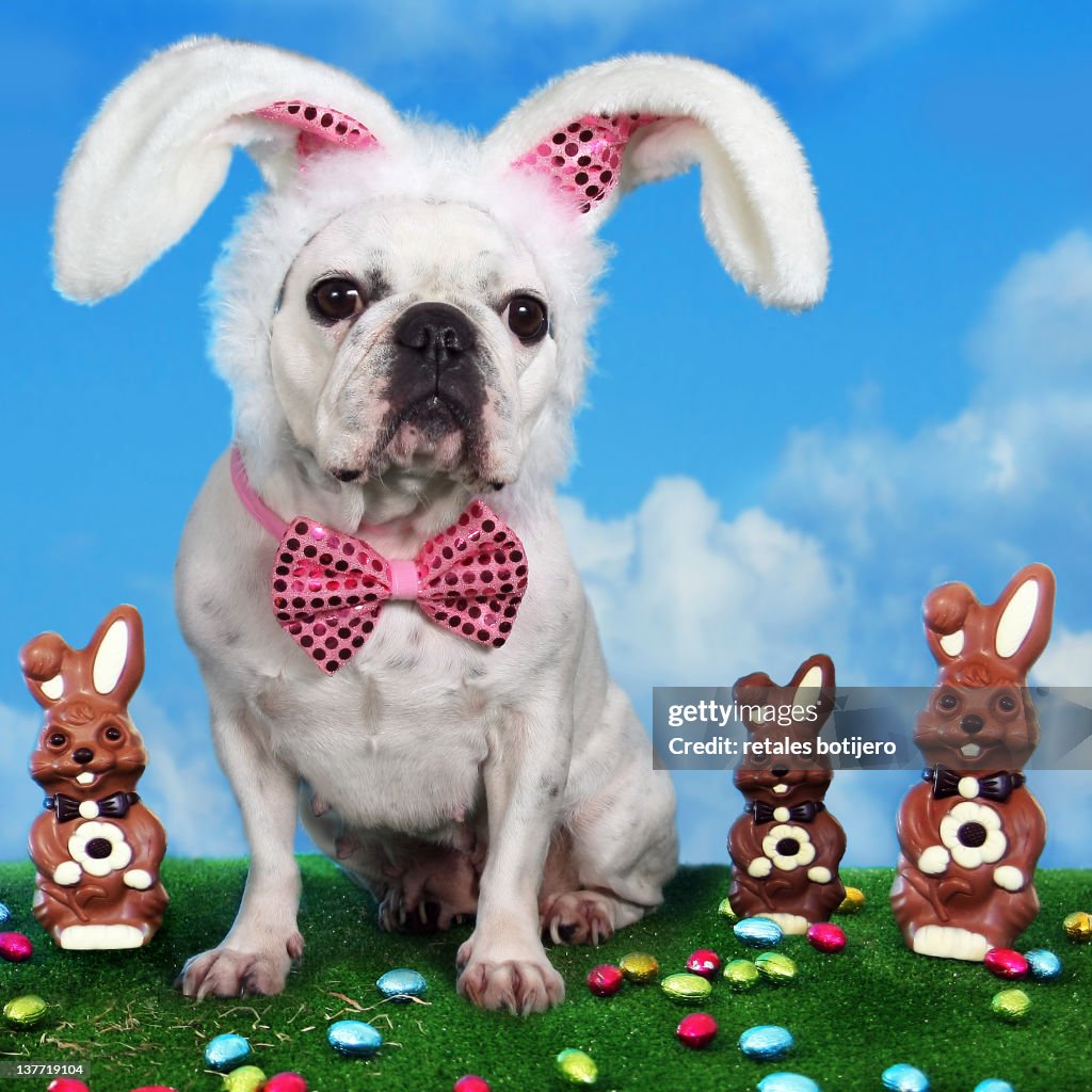 French bulldog with bunny ears