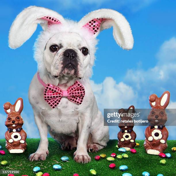 French bulldog with bunny ears