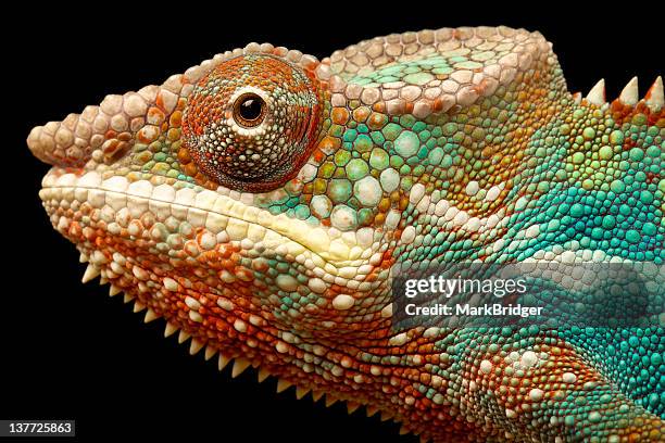 panther chameleon - cameleon stockfoto's en -beelden