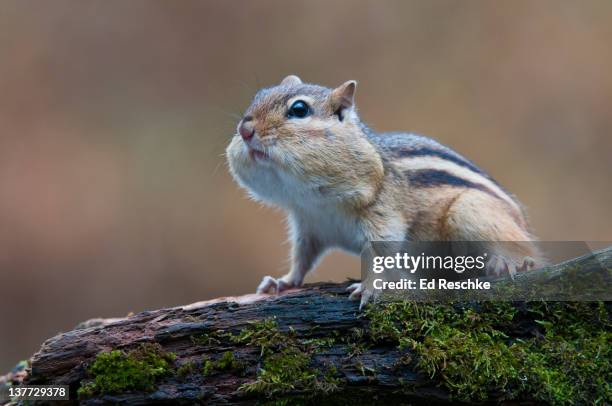 eastern chipmunk with bulging cheek pouches - cheek pouch stockfoto's en -beelden