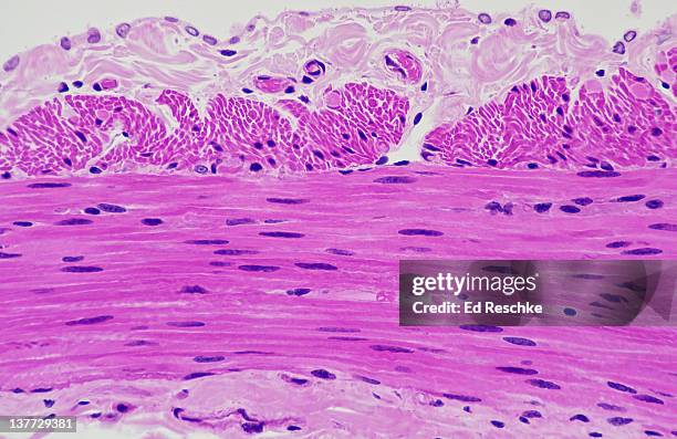 smooth muscle--longitudinal and circular layers - 平滑筋 ストックフォトと画像