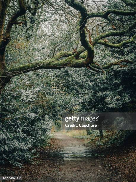 trees and forests of the british countryside. - alderley edge stock pictures, royalty-free photos & images