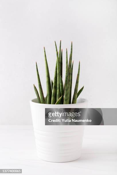 sansevieria plant in a pot on a white table. house plants. - sansevieria ストックフォトと画像
