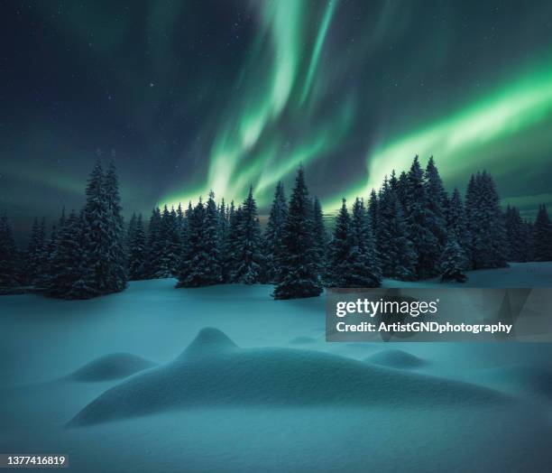 winter night landscape.aurora borealis over beautiful snow formations and pine tree forest. - aurora borealis stock pictures, royalty-free photos & images