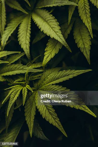 close up growing cannabis plants - marijuana leaf stock pictures, royalty-free photos & images