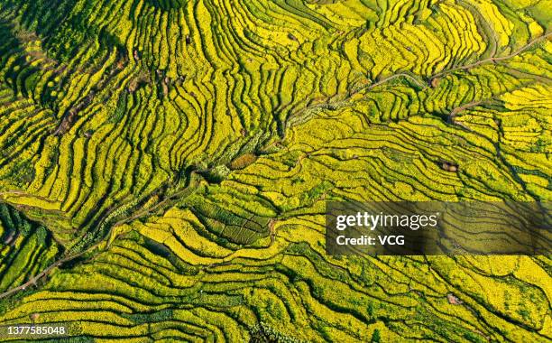 Aerial view of blooming rapeseed flowers in terraced fields at Xinmin township on March 2, 2022 in Panzhou, Guizhou Province of China.