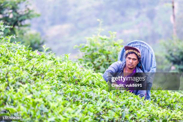 tea picker - grounds stock pictures, royalty-free photos & images