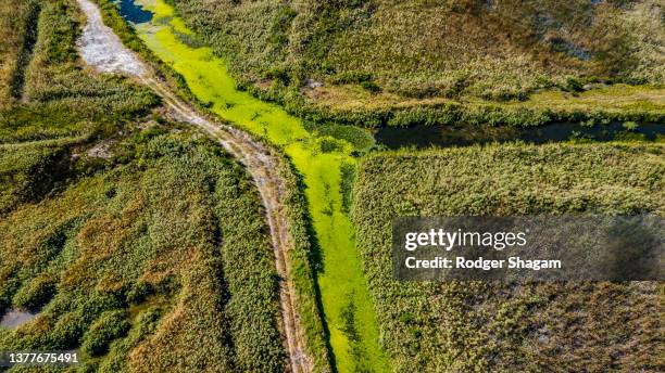 water hyacinth. an exotic weed spreads through a natural wetland. eventually choking indigenous growth. - south africa aerial stock pictures, royalty-free photos & images