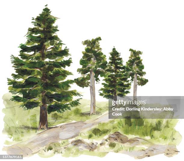 rainforest - picea sitchensis stock illustrations
