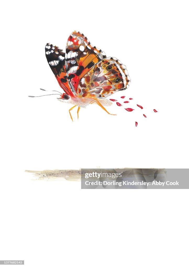 Painted Lady Butterfly (Vanessa Cardui) discarding red liquid after emerging from its pupa.