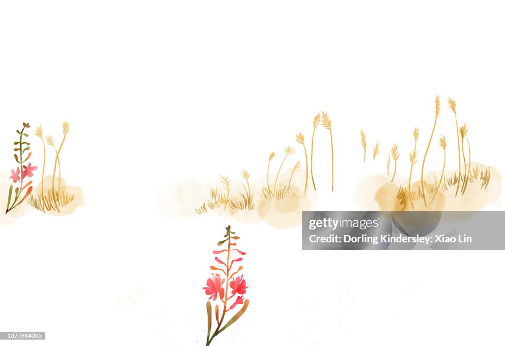 Nature Background