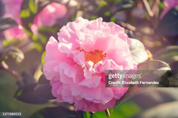 lovely pink peony camellia flower blooming - paeonia suffruticosa stock pictures, royalty-free photos & images