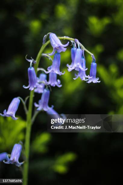 spanish bluebells - blue flower fotografías e imágenes de stock