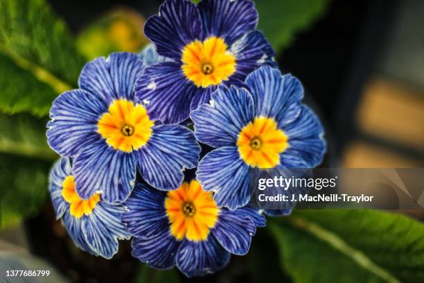 blue primrose - primavera prímula - fotografias e filmes do acervo