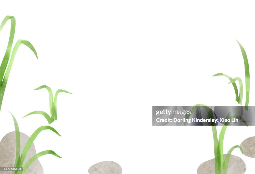 Grasses