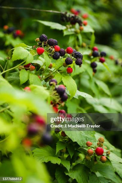 Black Raspberry Brambles The Bramble Bush Photos and Premium High Res Pictures - Getty Images