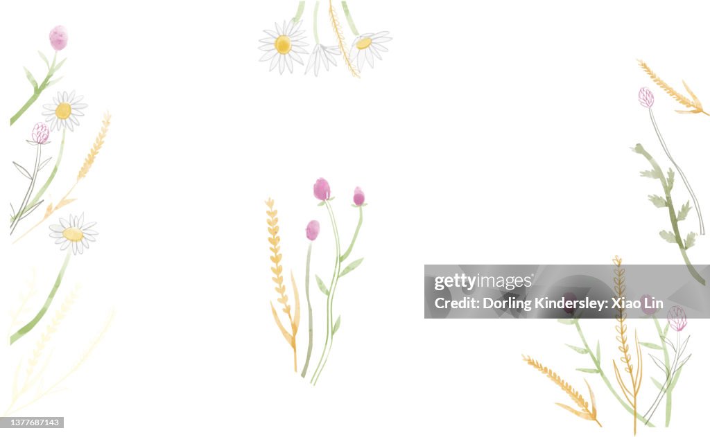 Field, corn, wheat