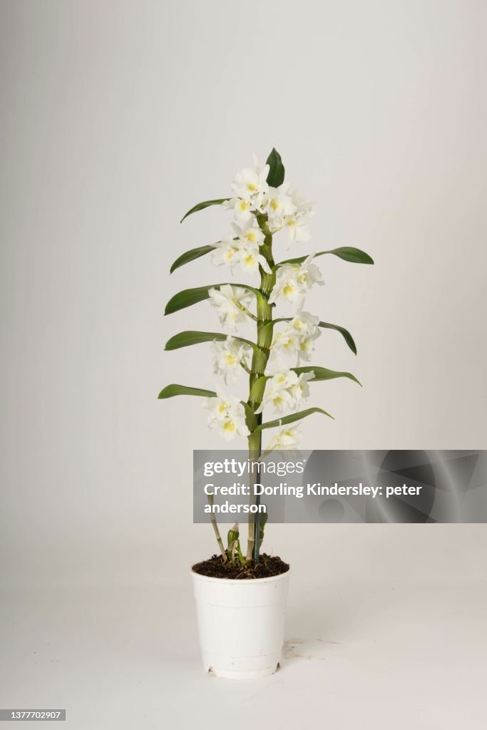 Dendrobium spring dream apollon