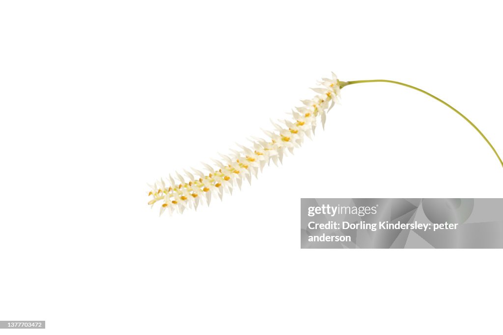Dendrochilum glumaceum