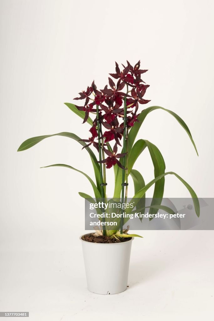 Oncostele massai red