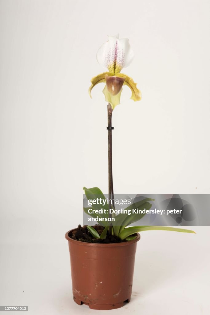 Paphiopedilum leeanum