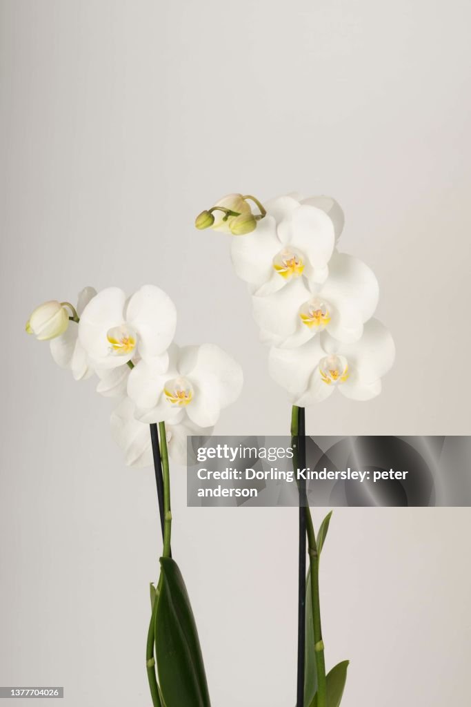 Phalaenopsis cool breeze