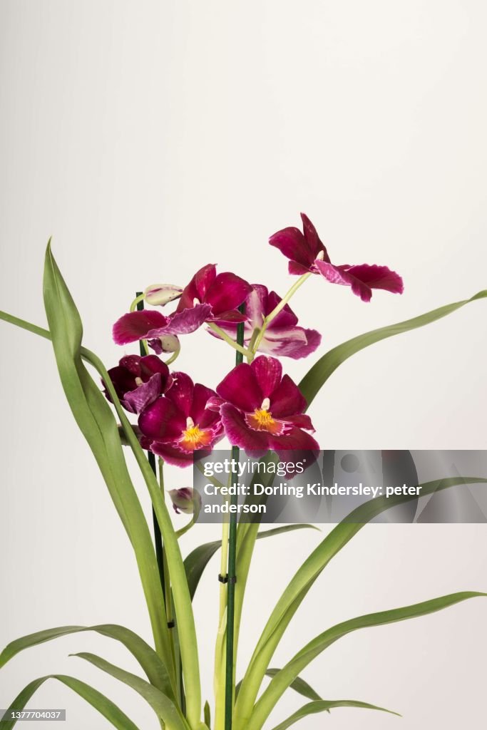 Miltoniopsis red tide