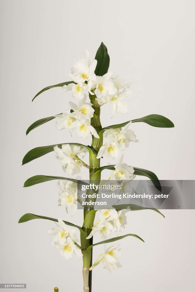 Dendrobium spring dream apollon