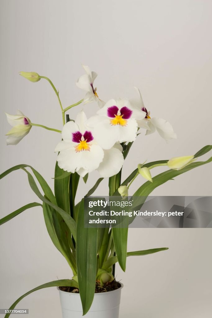 Miltoniopsis herralexandre