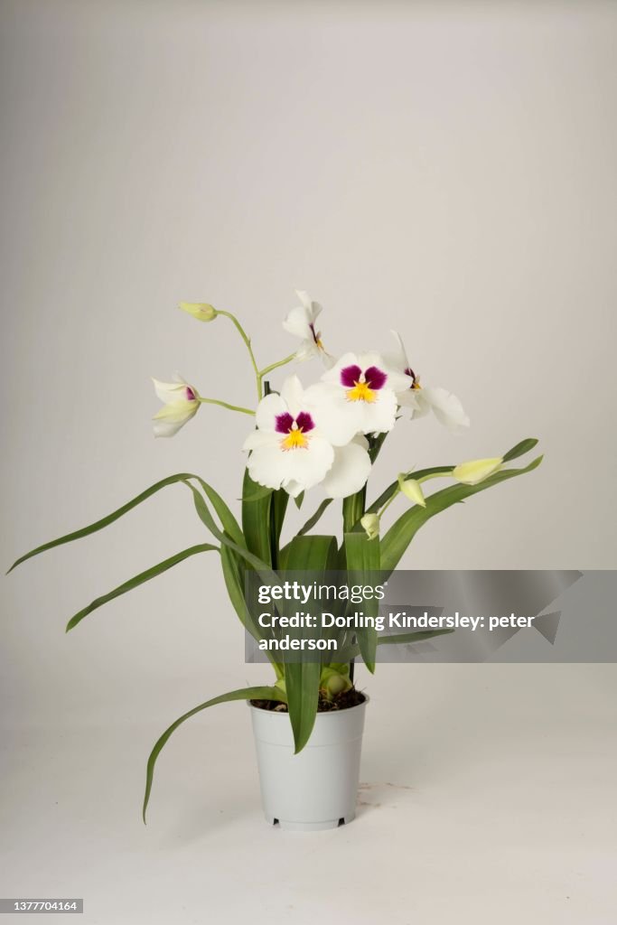 Miltoniopsis herralexandre