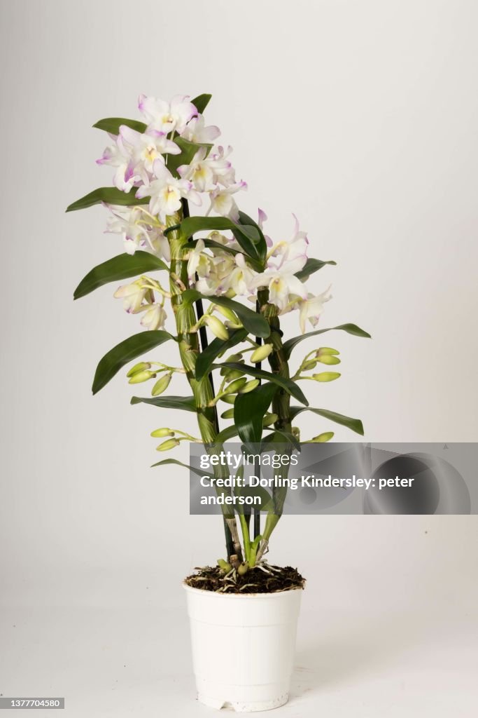 Dendrobium irene smile